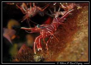 Rhynchocinetes durbanensis by Raoul Caprez 